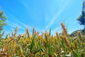 今日芒种！北京这里的小麦成熟了，蓝天下风吹麦浪，美不胜收图片