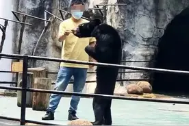 动物园一黑熊骨瘦如柴？园方回应图片