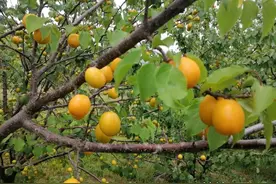 正是杏子成熟时！青岛第五批观光采摘线路发布图片