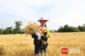 收割捆扎脱粒“全流程”体验，孩子们在麦田里上了一课图片