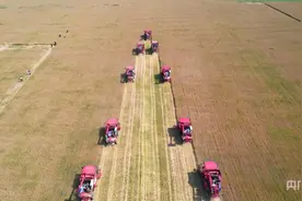 【夏收现场】2023年河北“三夏”小麦开镰收割图片