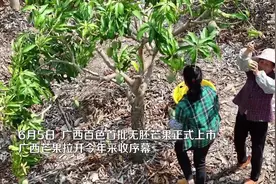 芒果丰收季，带你到右江河谷看“芒果海”图片