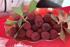 好消息！今年浙江杨梅丰产 采摘攻略请查收图片