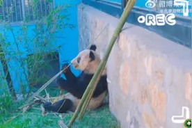 大熊猫“丫丫”目前状态咋样？最新画面→图片