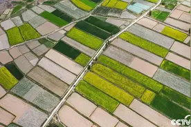 甘肃张掖：二月兰与油菜花田野中竞相绽放图片