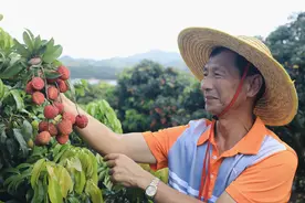 斗门“佳荔”，为什么备受宠爱？图片