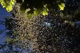 白蚁频繁出没怎么办？别慌，有办法！图片