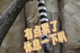 又遇小可爱！看，它们正在淡定“打坐”图片