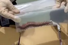 拿“毒王”当“异宠”？武汉海关查获127条哈氏蜈蚣图片
