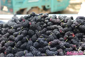 德州夏津：黄河故道生态好 椹果飘香促发展图片