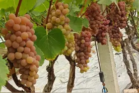 夏天怎么能没有葡萄？“施泉葡萄”闪亮登场→图片