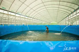 鲈鱼特色养殖助推乡村振兴图片