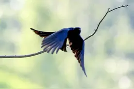 拍鸟说鸟|全身乌黑鸣声悦耳的鸟图片