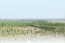 植绿治沙 持之以恒（体验·“迎难而上我们有信心”⑦·新时代·追梦人）图片