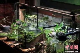 “苔藓美景”走俏，中国玩家开辟“微景观”产业链图片