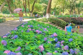 无尽夏、花手鞠、魔幻革命......都在江阴这些公园图片