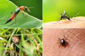 别拍！这种虫子毒液似硫酸！附防蚊虫攻略→图片