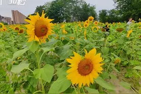30秒｜成都温江：向日葵成片绽放 邂逅夏日浪漫图片