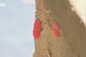 警惕！河里的粉红团团是危险性外来入侵生物图片