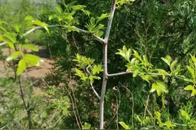 翟所祥：酸枣芽茶图片