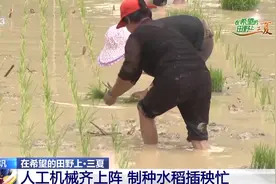 普通插秧和制种插秧有何区别？这里的水稻田有答案图片