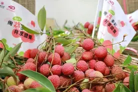 “荔枝大学”荔枝免费吃！网友：羡慕已经说累了图片