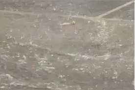 幼猫被大雨冲走无法动弹，济南一店主冒雨营救，热心邻居送来奶粉和猫粮图片