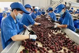 广东茂名：荔枝上“云” 枝味飘香图片