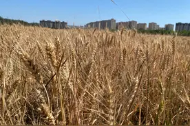 北京通州网红麦田开始收割，出地铁就能看到风吹麦浪图片