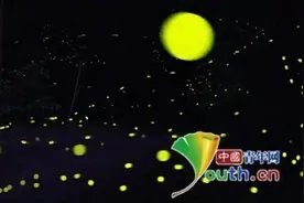 韩国济州萤火虫夜色中群舞图片