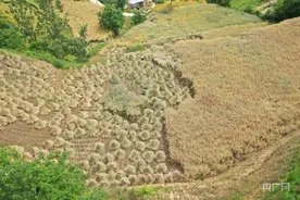 甘肃成县：油菜迎丰收  农户笑开颜图片