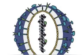 屡上热搜的“人偏肺病毒”流行态势如何？中疾控研判图片