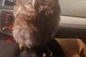 夜晚开窗一只猫头鹰飞进屋，警民接连救助猫头鹰图片