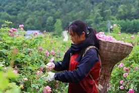 建始县花坪镇：玫瑰花变致富花 催生“美丽”经济图片