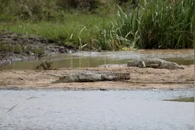 科学家记录鳄鱼首次“孤雌生殖”图片