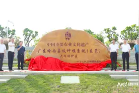 传承荔枝文化，中国重要农业文化遗产（大朗保护区）标志揭牌图片