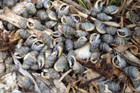 吃完这种海螺，她心跳骤停了！出现这些症状及时就医！图片