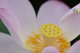 十万亩荷花陆续绽放引客来 美丽经济持续升温图片