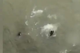 马上评｜外卖小哥跳桥救人：请相信人世间的善意图片