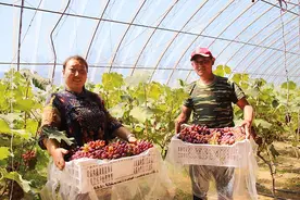 扎鲁特旗：小葡萄串起“致富路” 特色种植开出“幸福花”图片