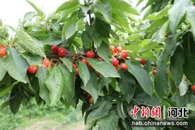 河北蠡县：樱桃丰产 农户丰收图片