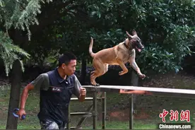 实拍公安部南昌警犬基地受训警用幼犬考核图片
