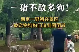 一猪不敌多狗！南京一野猪在景区被宠物狗追得团团转图片