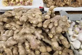 “姜你军”重出江湖！批发价突破10元/斤，囤货商看涨心态增加，高价格仍将持续图片