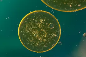 新技术、新应用，水产动物病原快速检测又出新招图片