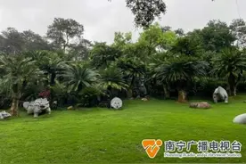 壮观！南宁上万株铁树开花了图片