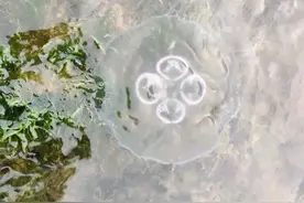 浙江部分海滩密集出现水母，专家提醒图片