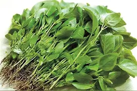 一小把荆芥图片