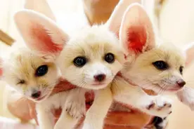 外媒评选世界最可爱野生动物，大熊猫排第三图片