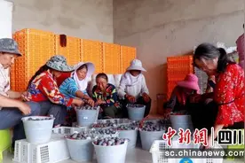 梓潼：万亩李子大丰收 线上线下不愁卖图片